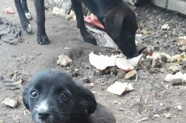 Causó conmoción regional y provincial e inclusive nacional una publicación de la Comunidad Animalista Argentina en Facebook que se fue extendiendo y compartiendo en las redes sociales, provocando una indignación generaliza y repudio en donde se denuncia que en el distrito de General Arenales, veinte canes fueron metidos en bolsas y enterrados vivos.