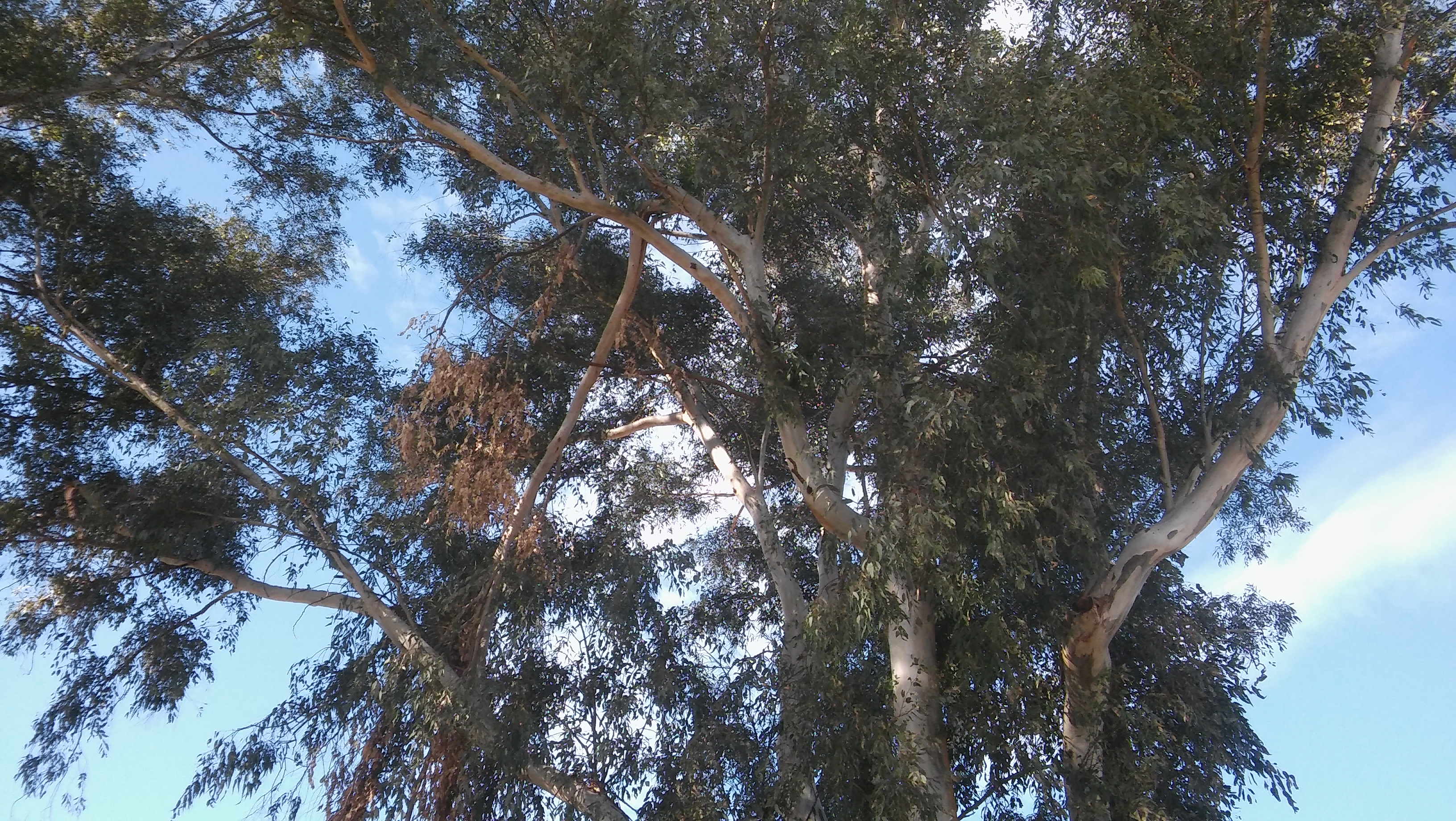 Finalmente, el área Parques y Paseos, luego de analizar distintas opciones para evitar esta acción, tomó la decisión de quitar definitivamente los añosos árboles del Parque Alvear, por constituir un peligro para la integridad de las personas que circulen por el lugar y, no lograr garantizar que ello no vaya a ocurrir.