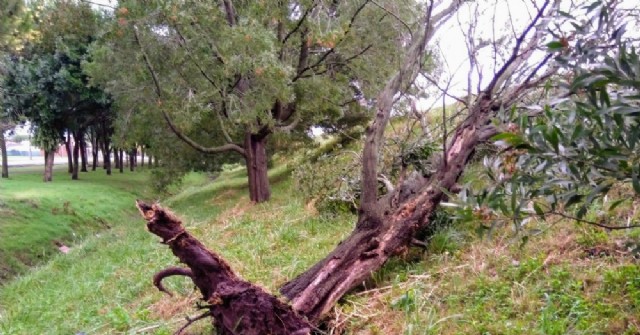 Cayeron varios árboles y ramas de regular tamaño en la Pista de la Salud