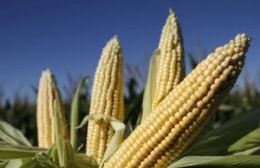 Rossi disertará en importante congreso nacional de maíz y sorgo