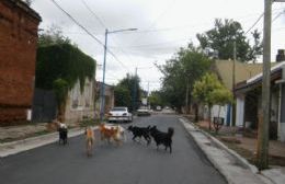Grave episodio con perros sueltos: mordieron a una menor de dos años en Plaza España