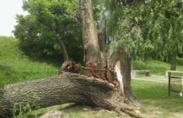 Cayó parte del tronco de un árbol de gran tamaño en la Pista de la Salud