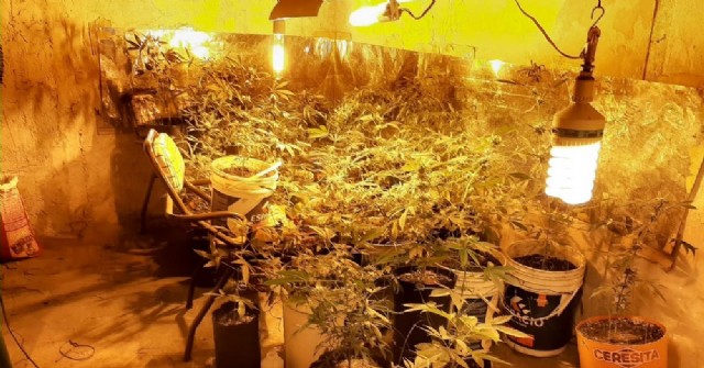 Están hablando del faso: detectaron un invernadero clandestino de cannabis en Junín