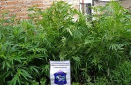 Secuestro de plantas de marihuana en nuestra ciudad