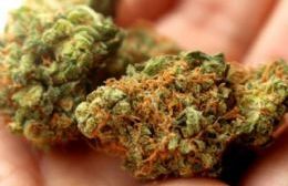 Detienen a un menor con floración de cannabis en su poder