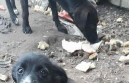Denuncian matanza de perros que estaban en el refugio municipal de General Arenales