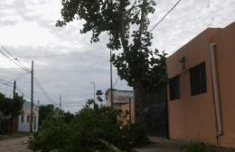 Cayeron dos grandes ramas en la vereda del Jardín Bichito de Luz