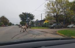 Un caballo suelto puso en riesgo el tránsito