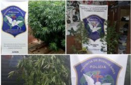 Secuestro de plantas de marihuana