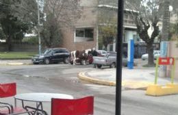 Un equino suelto en la ciudad