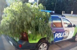 En la localidad de Ferré secuestraron gran cantidad de plantas de marihuana