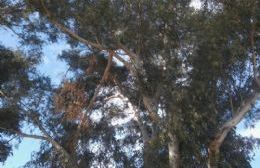 Se sacarán los añosos y gigantes árboles del Parque Alvear