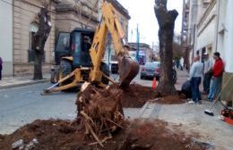El Municipio continúa con las extracciones de árboles