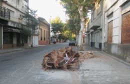 El Municipio continúa con la extracción y plantación de árboles