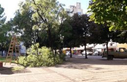 Extraen árboles en Plaza San Martín