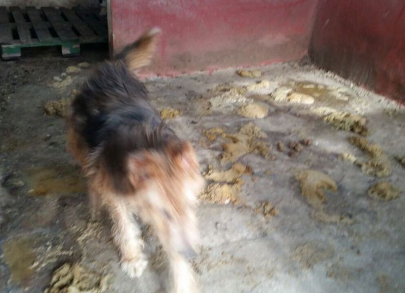 Preocupante situación de los animales que se hayan en el refugio municipal de Rojas.