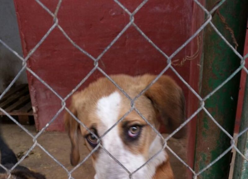 Preocupante situación de los animales que se hayan en el refugio municipal de Rojas.