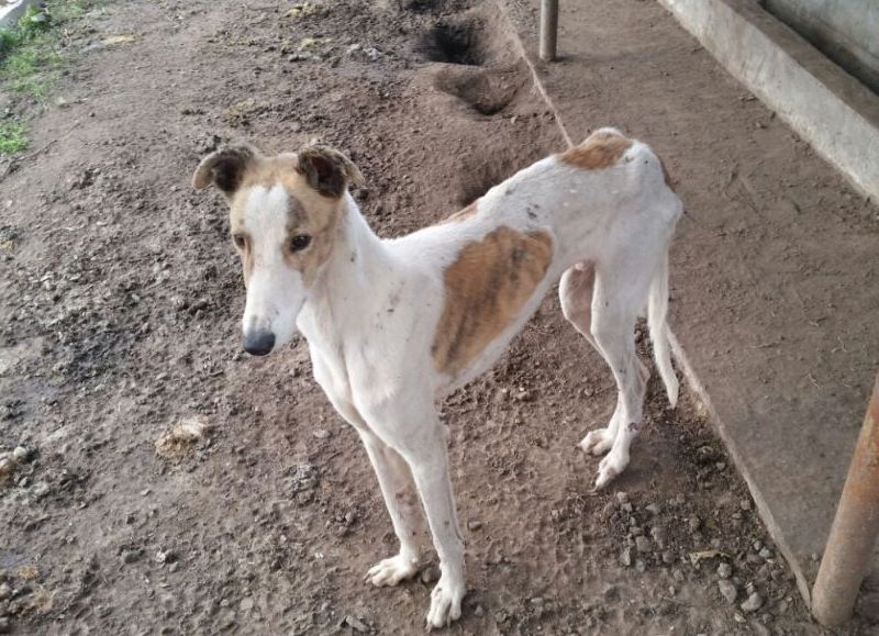 Preocupante situación de los animales que se hayan en el refugio municipal de Rojas.