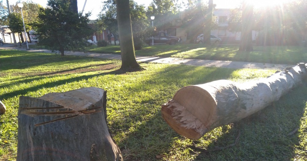 Se removió un pino que estaba a punto de caerse.