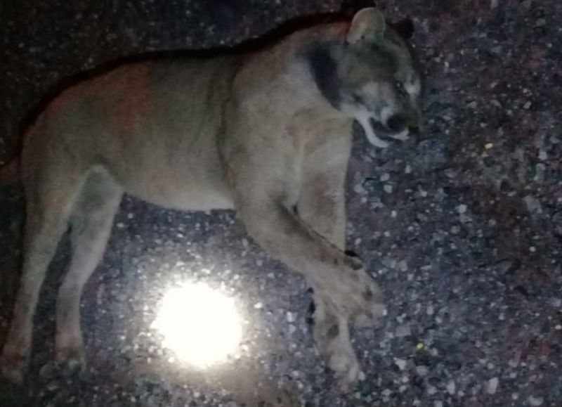 Fue atropellado por un camión este jueves 11 de abril alrededor de las 22 horas.
