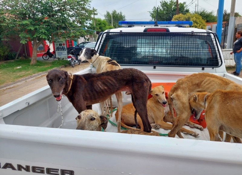 Son 11 animales secuestrados de la vivienda de un "galguero".