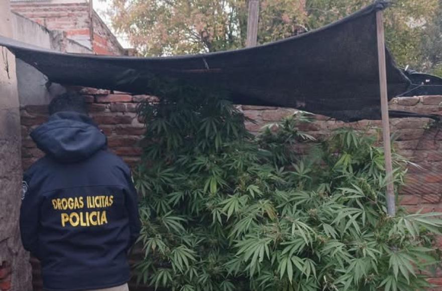 Se secuestraron las especies plantadas tras proceder con el protocolo establecido.