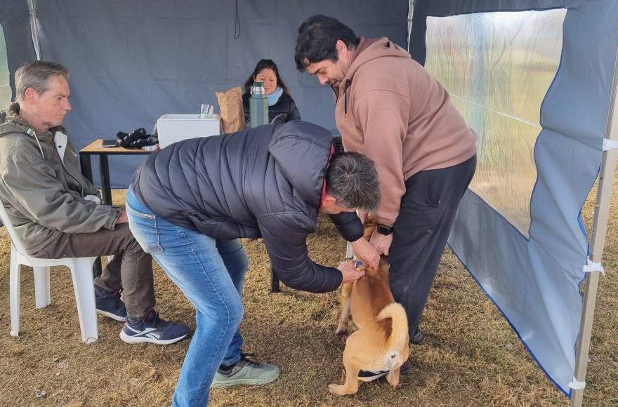 Continúa la campaña de vacunación antirrábica gratuita de mascotas