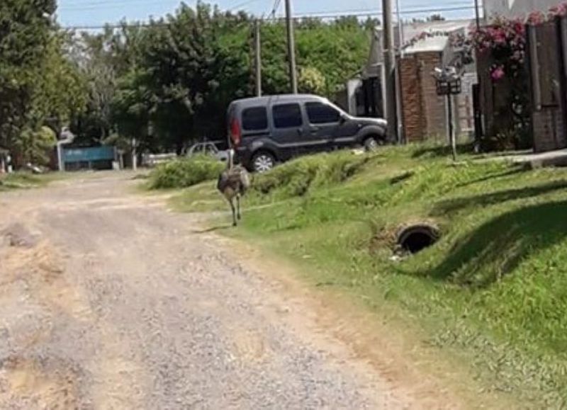 Habría sido visto por Barrio Progreso este miércoles 13 de febrero.