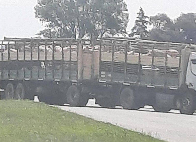 Siniestro protagonizado por un camión jaula.