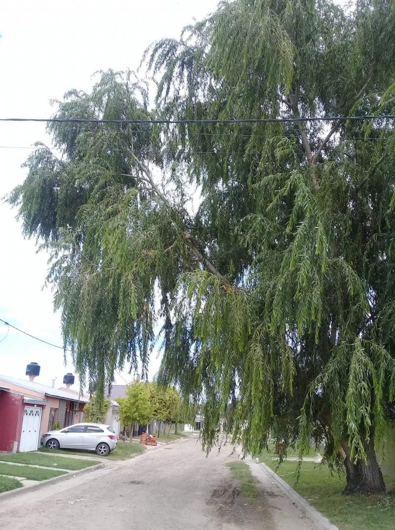 Teme que caiga sobre su casa.