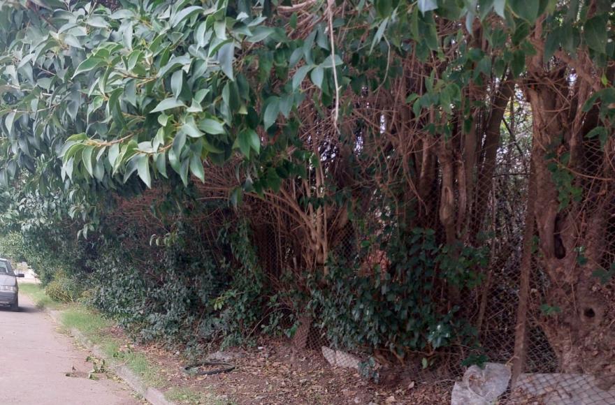 “Tenemos que soportar lauchas, ratones y una tremenda oscuridad”, dicen en el barrio.