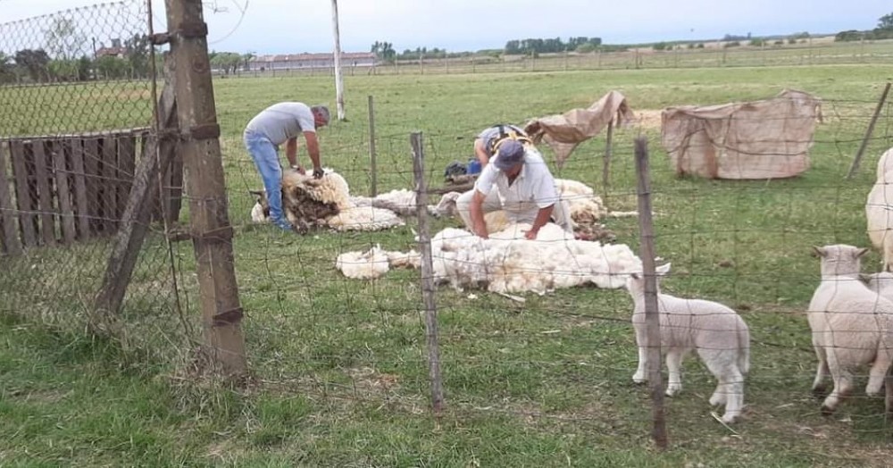 Labores de esquilado.