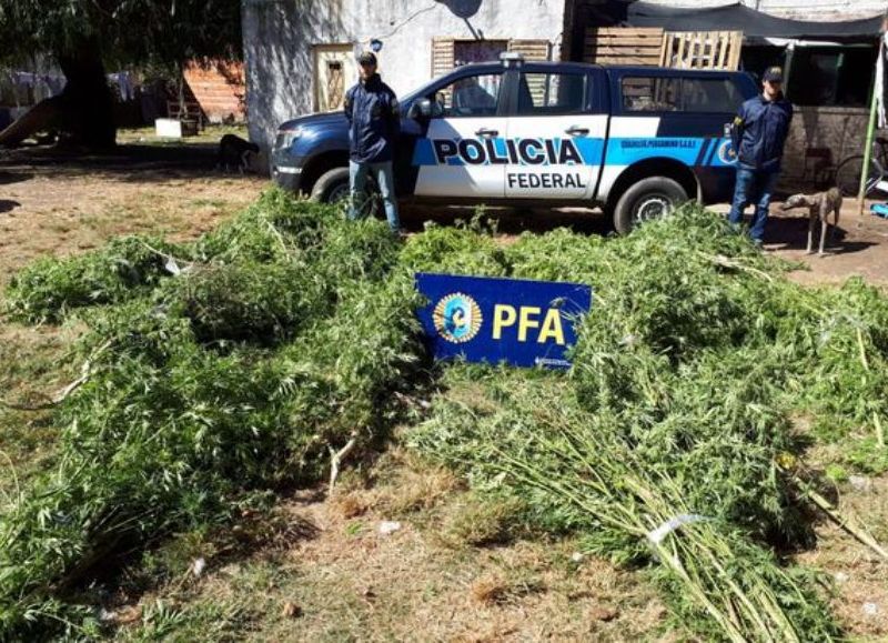 El cannabis en cuestión.