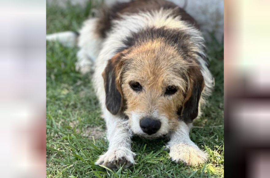 Mateo viajó de Rojas a Junín y su familia lo busca.