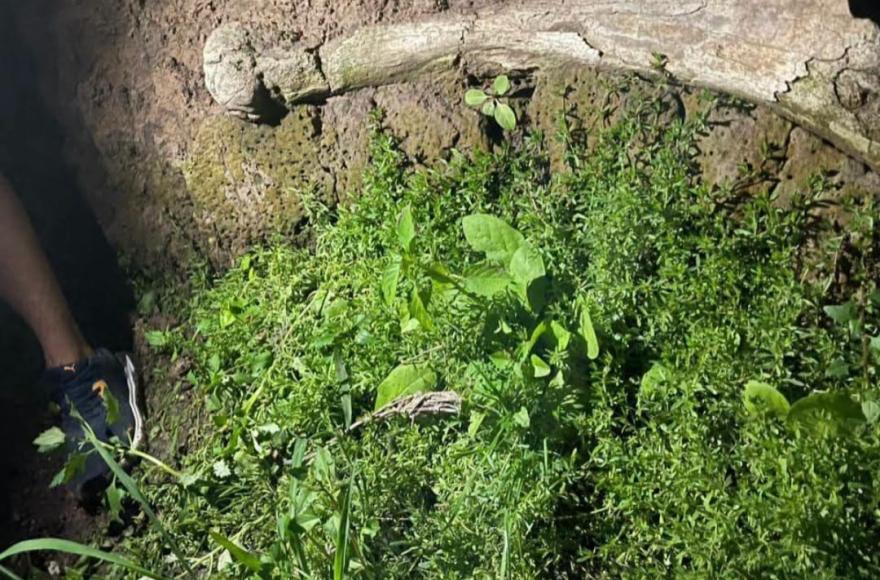 El hallazgo paleontológico de Rojas sigue trascendiendo fronteras
