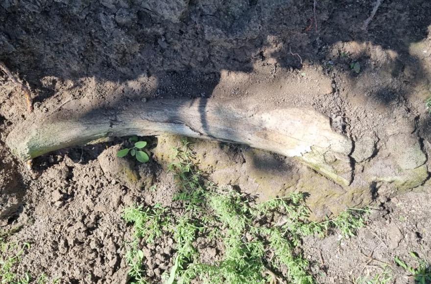 Fue a pescar al Río Rojas… y terminó encontrando un fósil de 10 mil años