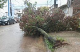 Árbol caído en calle Hilario Lagos