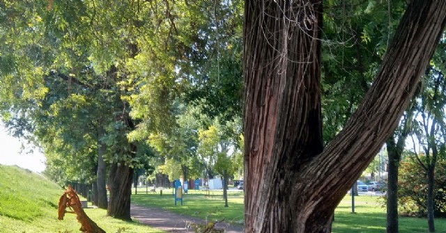 Sigue preocupando la caída de grandes ramas en la Pista de Salud