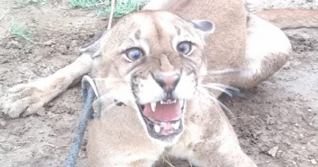 Alerta por la presencia de pumas en la zona de La Vigía