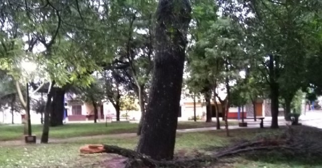 La Plaza Moreno y su maltrecha arboleda