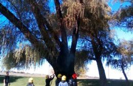 Bomberos apagaron el incendio de un añoso árbol