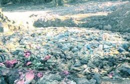 Grave denuncia contra el intendente Rossi por cavas con vísceras en Hunter