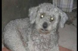La comunidad de Carabelas impotente por el asesinato de un perrito