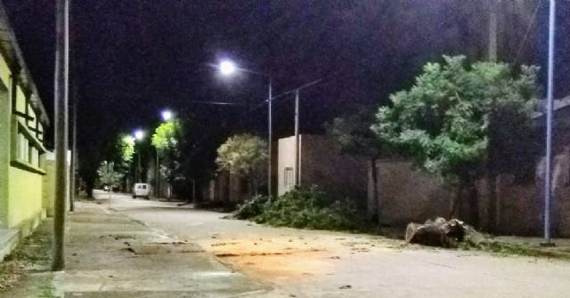 Cayó el árbol de la vereda del Jardín de Infantes N° 909