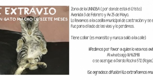 Buscan un gato que se extravió en la explanada del edificio de la UNNOBA