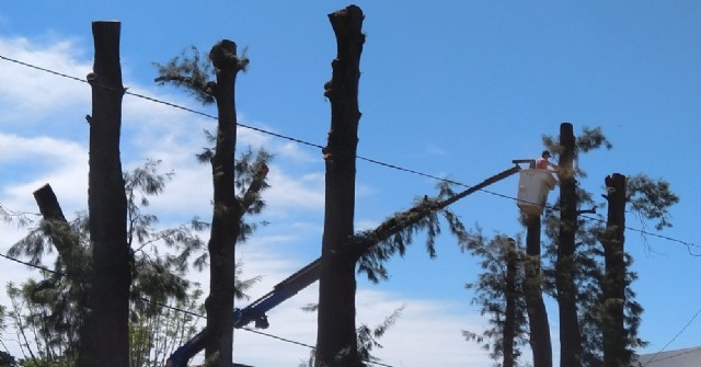 Adiós a la sombra de las casuarinas