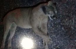 Denuncian la muerte de un puma en la Ruta 30