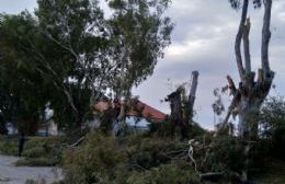 El Municipio comenzó con la extracción de los añosos árboles de calle Hilario Lagos