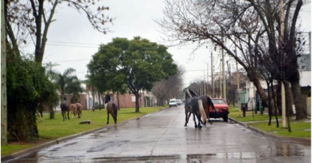 A casi siete meses del accidente del rojense Arechaga, la cuestión de caballos sueltos sigue siendo un problema