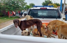 Bromatología y la policía rescataron perros galgos maltratados